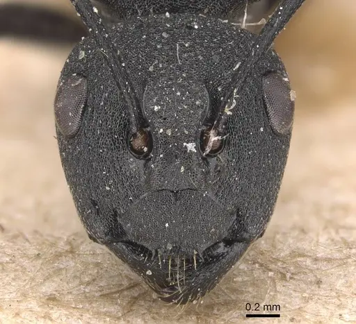 Polyrhachis grisescens specimen CASENT0905639 image casent0905639_2