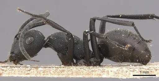 Polyrhachis grisescens specimen CASENT0905639 image casent0905639_3