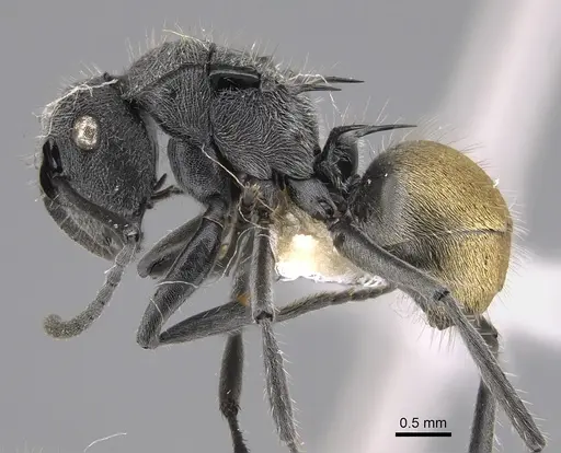 Polyrhachis guerini specimen CASENT0887790 image casent0887790_1