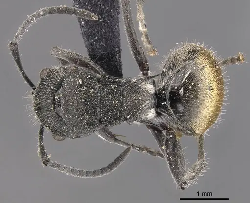 Polyrhachis guerini specimen CASENT0905831 image casent0905831_1