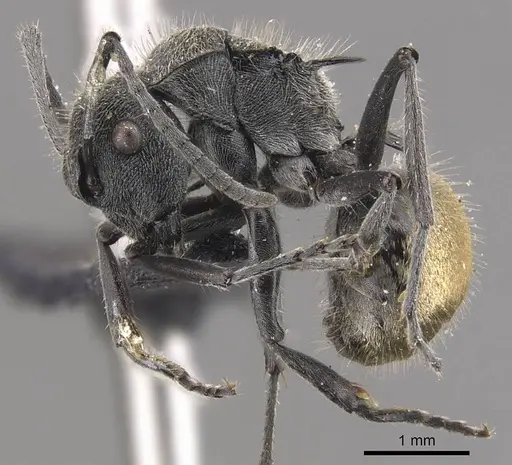 Polyrhachis guerini specimen CASENT0905831 image casent0905831_3