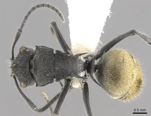 Polyrhachis guerini specimen CASENT0906753 image casent0906753_1