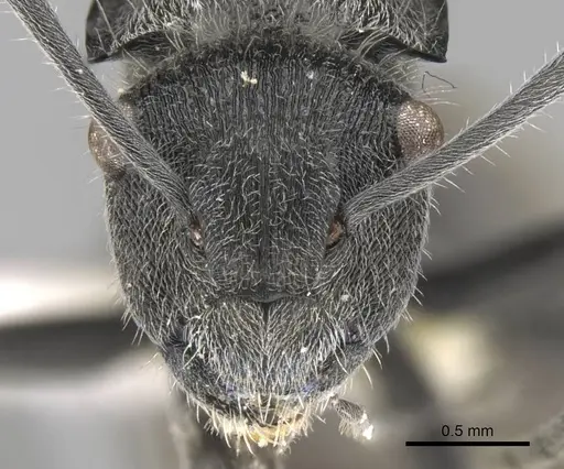 Polyrhachis guerini specimen CASENT0906753 image casent0906753_2