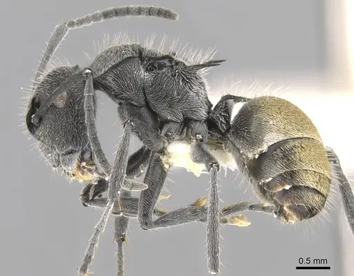 Polyrhachis guerini specimen CASENT0906753 image casent0906753_3