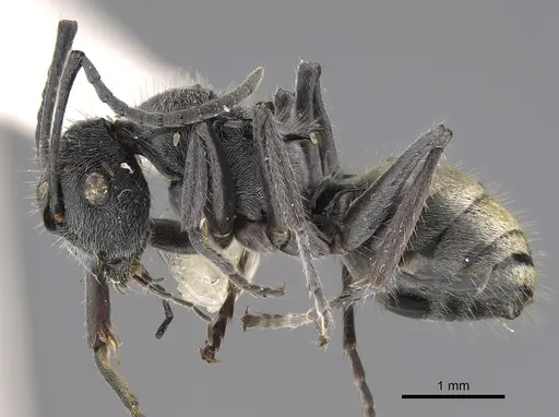 Polyrhachis guerini specimen CASENT0923493 image casent0923493_1