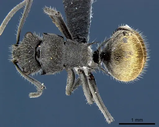 Polyrhachis guerini specimen CSIRONC0185 image csironc0185_1