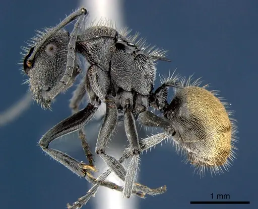 Polyrhachis guerini specimen CSIRONC0185 image csironc0185_3