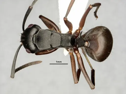 Polyrhachis halidayi specimen CASENT0883774 image casent0883774_1