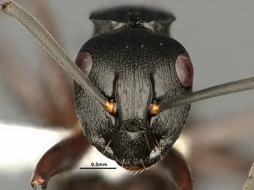 Polyrhachis halidayi specimen CASENT0883774 image casent0883774_2
