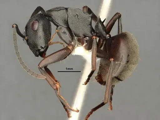 Polyrhachis halidayi specimen CASENT0883774 image casent0883774_3