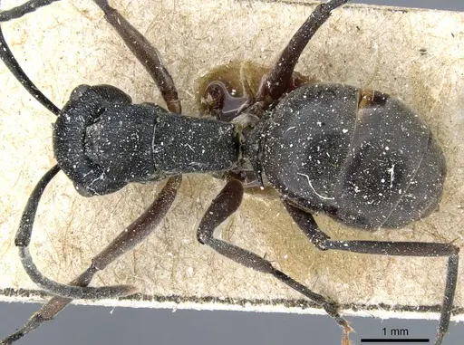 Polyrhachis halidayi specimen CASENT0905552 image casent0905552_1