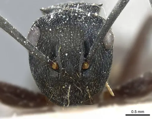 Polyrhachis halidayi specimen CASENT0905552 image casent0905552_2