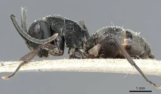 Polyrhachis halidayi specimen CASENT0905552 image casent0905552_3