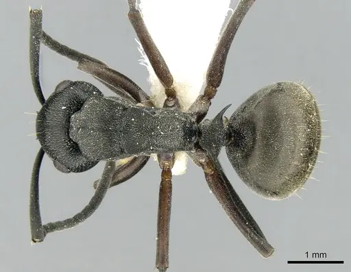 Polyrhachis halidayi specimen CASENT0906323 image casent0906323_1