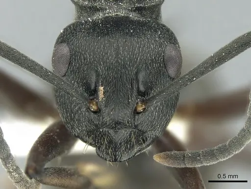 Polyrhachis halidayi specimen CASENT0906323 image casent0906323_2