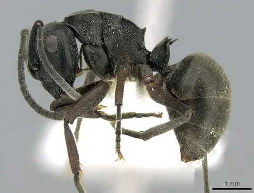 Polyrhachis halidayi specimen CASENT0906323 image casent0906323_3