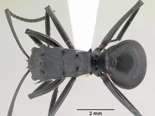 Polyrhachis hastata specimen CASENT0103191 image casent0103191_1