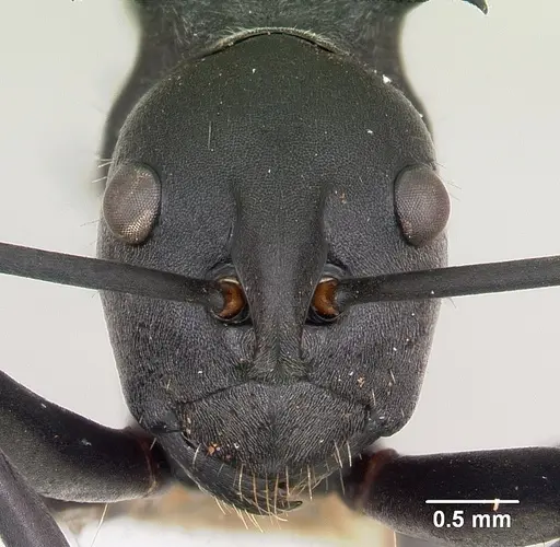 Polyrhachis hastata specimen CASENT0103191 image casent0103191_2