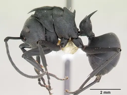 Polyrhachis hastata specimen CASENT0103191 image casent0103191_3