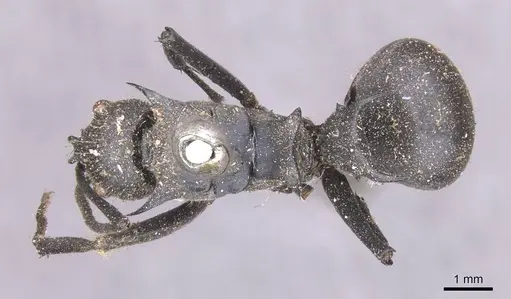 Polyrhachis hastata specimen CASENT0913679 image casent0913679_1