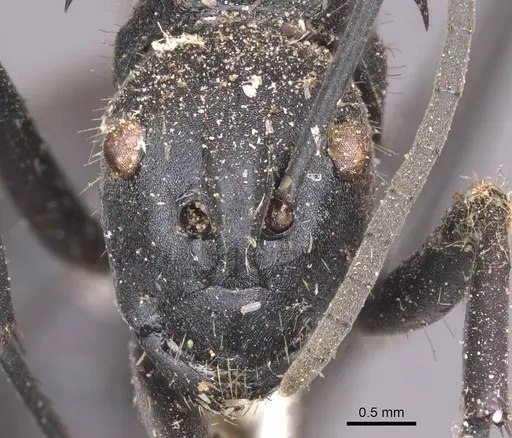 Polyrhachis hastata specimen CASENT0913679 image casent0913679_2