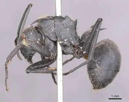 Polyrhachis hastata specimen CASENT0913679 image casent0913679_3