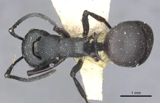 Polyrhachis hauxwelli specimen CASENT0903384 image casent0903384_1