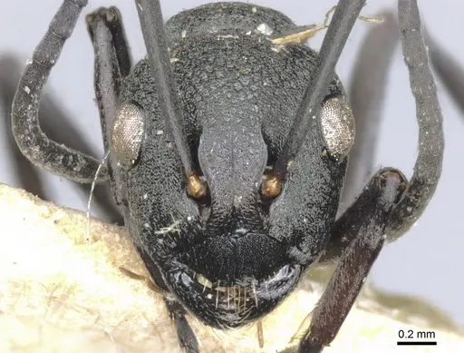 Polyrhachis hauxwelli specimen CASENT0903384 image casent0903384_2