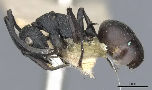 Polyrhachis hauxwelli specimen CASENT0903384 image casent0903384_3