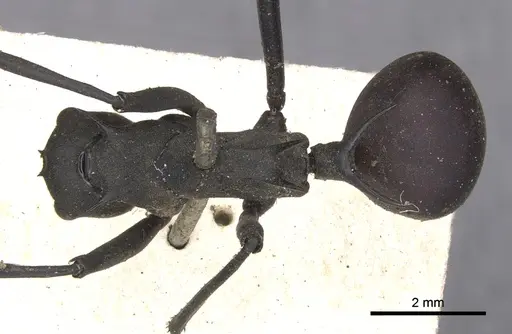 Polyrhachis hector specimen CASENT0901811 image casent0901811_1