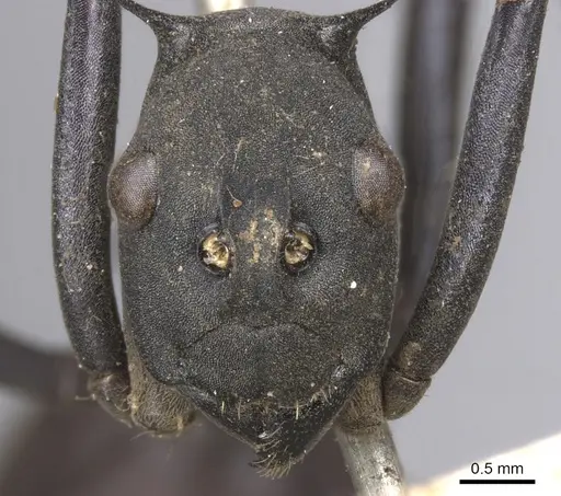 Polyrhachis hector specimen CASENT0901811 image casent0901811_2