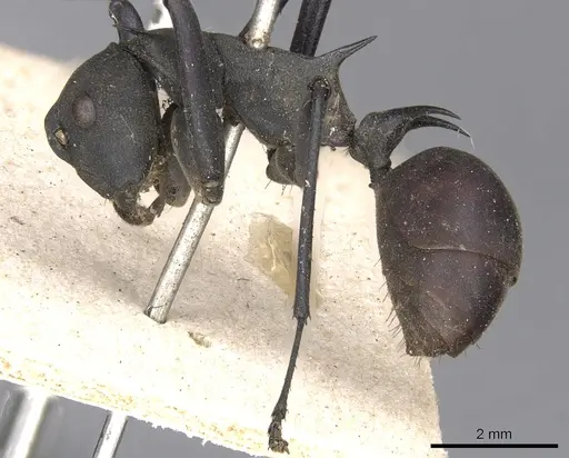 Polyrhachis hector specimen CASENT0901811 image casent0901811_3