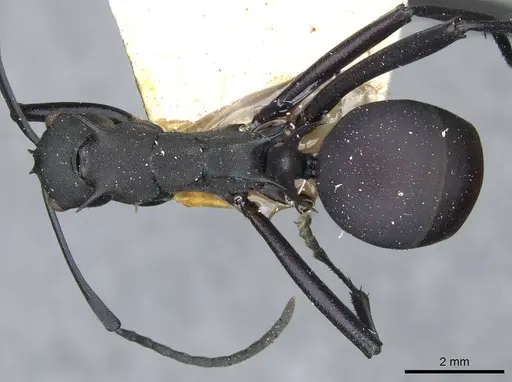 Polyrhachis hector specimen CASENT0910857 image casent0910857_1