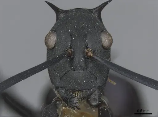 Polyrhachis hector specimen CASENT0910857 image casent0910857_2
