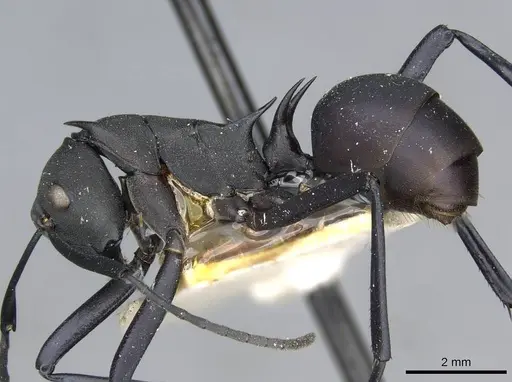 Polyrhachis hector specimen CASENT0910857 image casent0910857_3