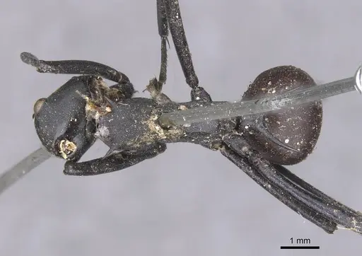 Polyrhachis hector specimen CASENT0913690 image casent0913690_1