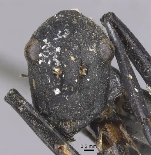 Polyrhachis hector specimen CASENT0913690 image casent0913690_2