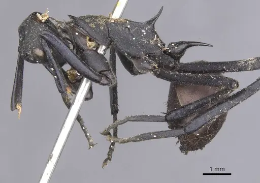 Polyrhachis hector specimen CASENT0913690 image casent0913690_3