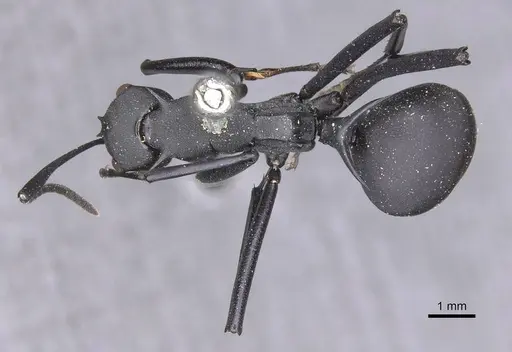 Polyrhachis hector specimen CASENT0913691 image casent0913691_1