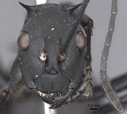 Polyrhachis hector specimen CASENT0913691 image casent0913691_2