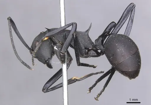 Polyrhachis hector specimen CASENT0913691 image casent0913691_3