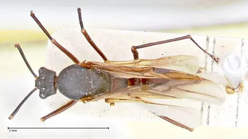 Polyrhachis hector specimen FOCOL2656 image focol2656_1