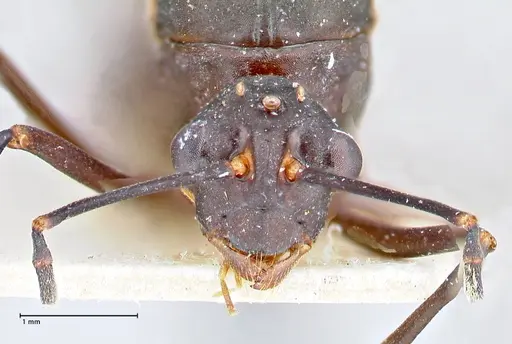 Polyrhachis hector specimen FOCOL2656 image focol2656_2