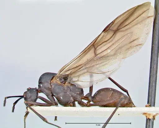Polyrhachis hector specimen FOCOL2656 image focol2656_3