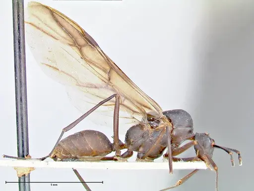 Polyrhachis hector specimen FOCOL2656 image focol2656_4