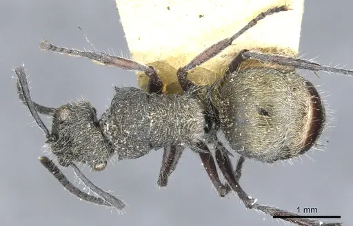 Polyrhachis heinlethii specimen CASENT0903347 image casent0903347_1