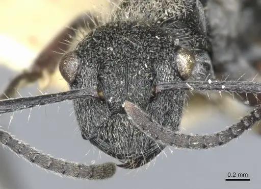 Polyrhachis heinlethii specimen CASENT0903347 image casent0903347_2