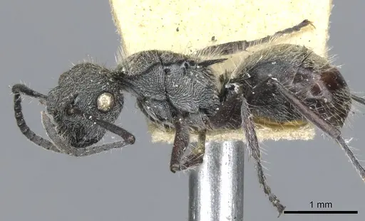 Polyrhachis heinlethii specimen CASENT0903347 image casent0903347_3