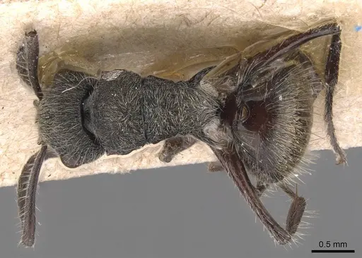 Polyrhachis heinlethii specimen CASENT0905585 image casent0905585_1