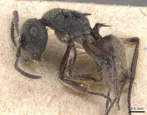 Polyrhachis heinlethii specimen CASENT0905585 image casent0905585_3